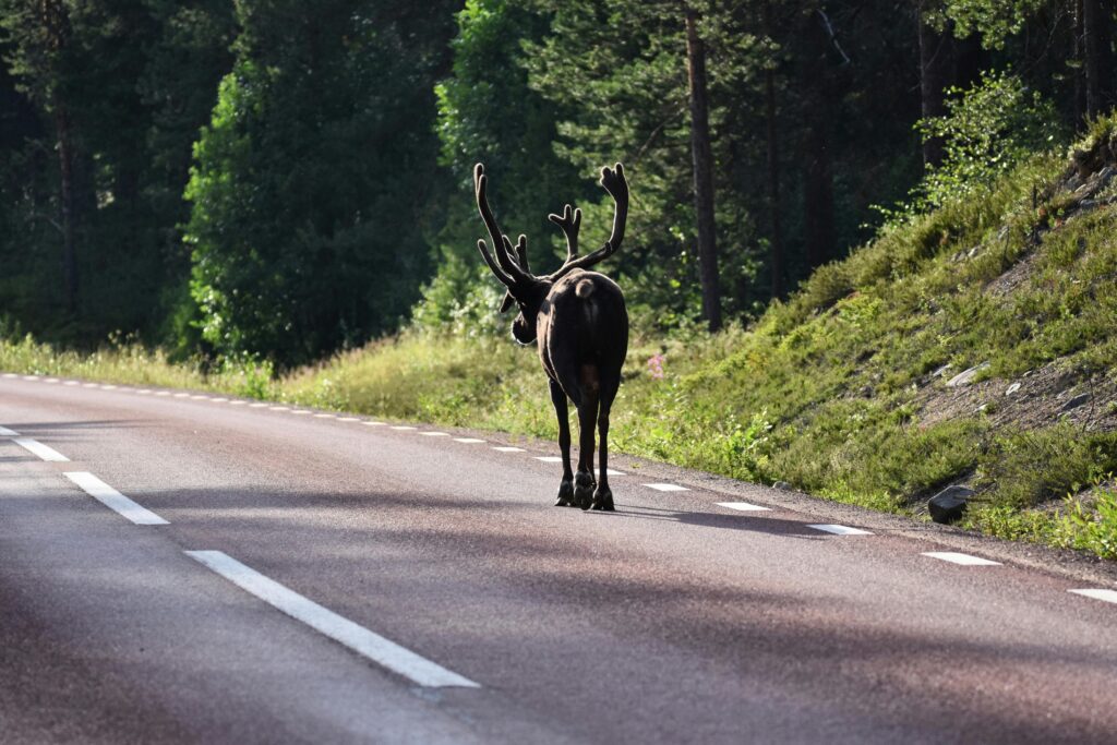 A reindeer strolls down a quiet forest road in Sweden, capturing serene wilderness vibes.